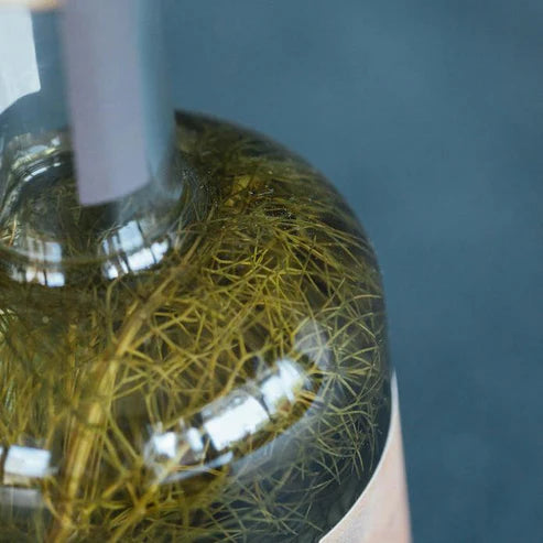 Licor de Fonoll - Fenchellikör